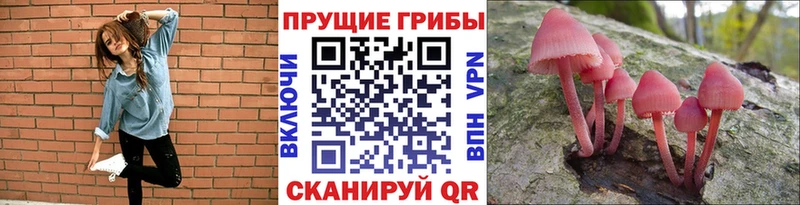 Галлюциногенные грибы Psilocybe  Батайск 